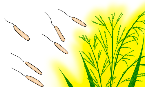 Nová položka v databázi NBT plodin – Rýže rezistentní k bakteriím