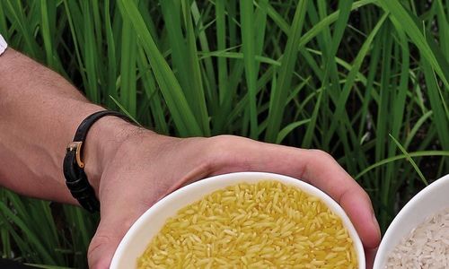 Dovolme zlaté rýži zachraňovat životy