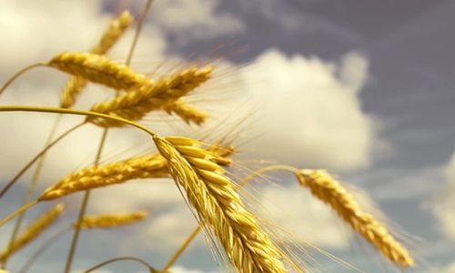 Je pšenice s vysokým obsahem železa skutečně na dosah?