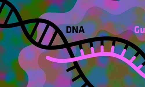 Přesnější editace genů pomocí CRISPR/Cas12a