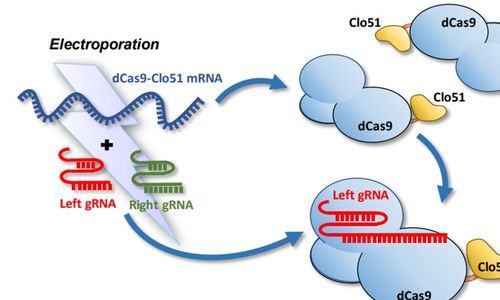 Cas-CLOVER - alternativa ke CRISPR/Cas9