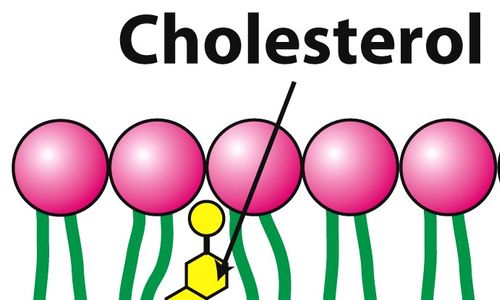 CRISPR/Cas9 jako účinný nástroj pro léčbu vysokého cholesterolu