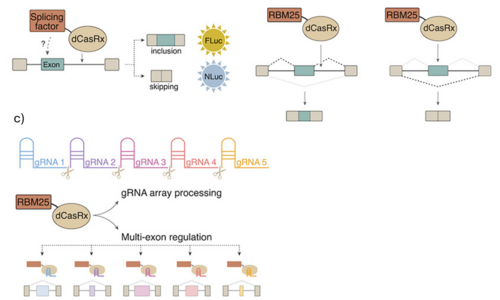 Kontrola alternativního sestřihu pomocí dCasRx-RBM25: Efektivní a specifická modulace exonů