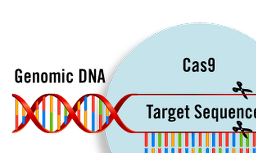 CRISPR/Cas9 – oblíbená metoda šlechtitelů