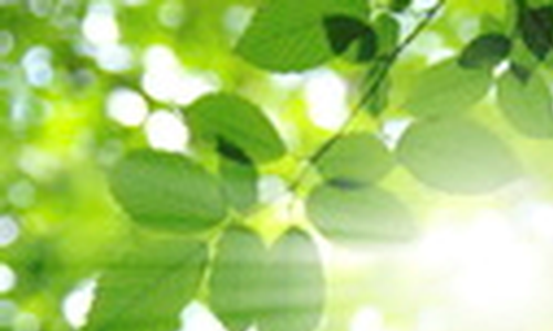 GM rostliny s upravenou fotosyntézou