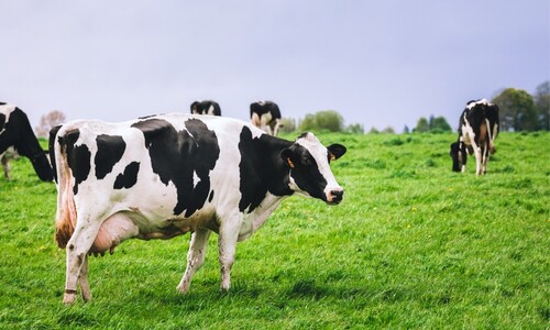 A ta kráva mléko dává – a v něm inzulin!