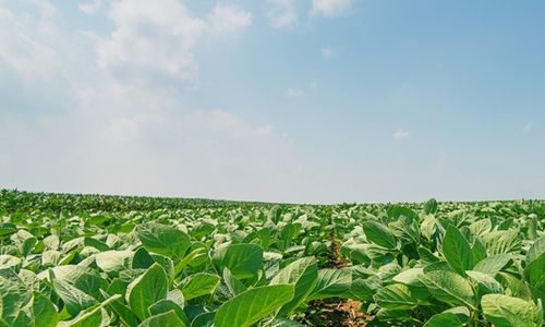 Pěstování GM plodin a používání glyfosátu může snížit uhlíkovou stopu