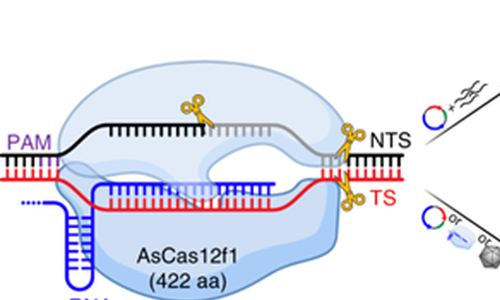 CRISPR-Cas12f1: Mini nástroj pro úpravu genomu