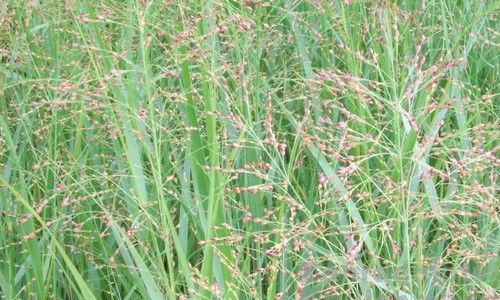 GM trávy odstraňující toxické látky z půdy