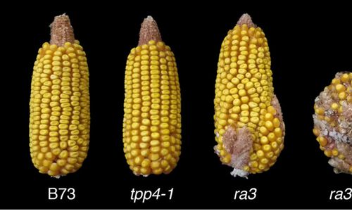 Výnos kukuřice ovlivněný neočekávaným genovým účinkem