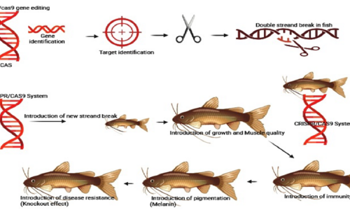 Technologie CRISPR/Cas9 může zlepšit žádoucí vlastnosti ryb v akvakulturách