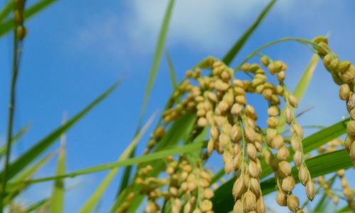 Zvýšení tolerance rýže vůči suchu