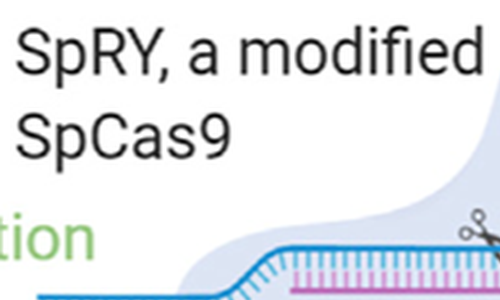 Nová varianta CRISPR/Cas9 rozšiřuje možnosti editace genomu