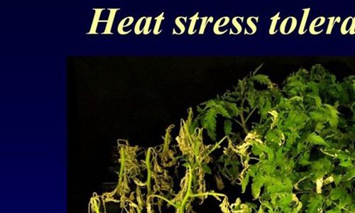 Patentován gen odolnosti rostlin k vyšším teplotám