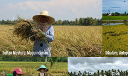 První sklizeň zlaté rýže na Filipínách